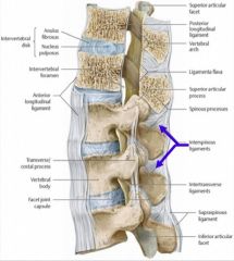 Describe and explain the function of interspinous ligament