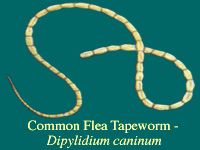Flea Tapeworm Segment (Genus Dipylidium)