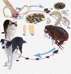 They are a flat intestinal worm that comes from a flea, which then is accidentally ingested by the host. It mainly affects dogs, cats, and sometimes humans. Tapeworms can live up to 2-3 years. Symptoms or signs are dull coat in animal, decreased a...