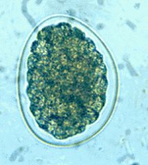 Hookworm Egg (Family Ancylostomatidae; Genus Ancylostoma, Uncinaria, Bunostomum or Globocephalus)