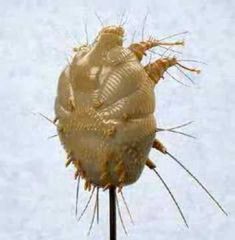 Sarcoptic Mite (Family Ascaridae; Genus Sarcoptes or Notoedres)