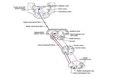 Whats the differnce between the LATERAL vestibulospinal tract and MEDIAL vestibulospinal tract in terms of
