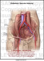 External Iliac Artery [located Anterior]