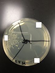 What bacteria had growth at 55 C?