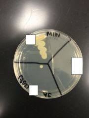 What bacteria had growth at 25C?