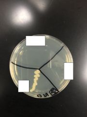 What bacteria had growth at 4C?