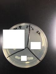 Which bacteria had growth at 37 C?