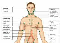 Systemic assessment
 
Cervical, axillary, mediastinal, epitrochlear, mesenteric, para-aortic, inguinal
 
Symmetry, size, consistency (hard/soft), tender/non-tender
