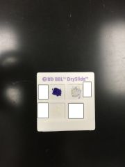 Identify the bacteria where color of square is blue. What cytochrome is present?