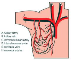 Breast Blood Supply
1) Internal Thoracic Artery
2) Axillary Artery (Lateral Thoracic Artery)
3) Intercostal Artery