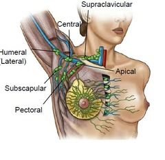 Pectoral
---------------------
Pectoral - (breast, lower pect. minor)
Subscapular - (axilla)
Humeral - (humerus)
Apicial - (upper pect. minor)