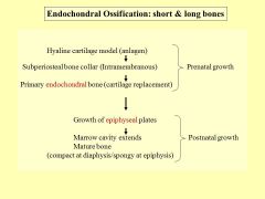 ENDOCHONDRAL OSSIFICATION