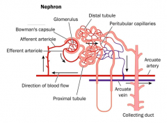 the functional unit of kidney

Made up of:
1. glomerulus
2. bowman's capsule
3. renal corpuscle
4. proximal tubule
5. loop of henle
6. distal tubule
7. collecting duct
8. juxtaglomerular apparatus