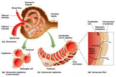 First step: blood flows into the 1st capillary bed of nephron

hydrostatic pressure forces some plasma through fenestrations of the glomerular endothelium and into Bowman's capsule. The glomerulus contains fenestrations which sieve out filtrate ...