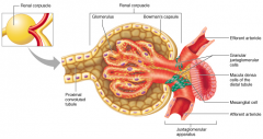 made up by bowman's capsule and glomerulus

it is where filtration occurs