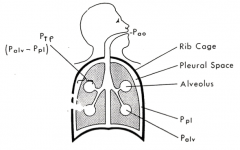 - Alveolar pressure
- Pleural pressure (within pleural space)
- Transpulmonary pressure (difference between pleural and alveolar pressure)