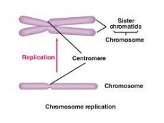 1. Also known as the "one-half" of the chromosomes 
