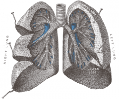 Bronchopulmonary Segment:
1) Pulmonary Vein (tributary)
2) Bronchial Artery 
3) Pulmonary Artery