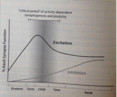 Excitatory peaks in childhood and inhibitory develops in adulthood. 