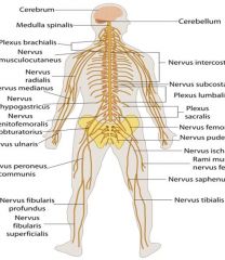 1) Sistema nervioso central: estructuras protegidas por cubiertas óseas; encéfalo y médula


 


2) Sistema nervioso periférico: no protegido por cubiertas ósea