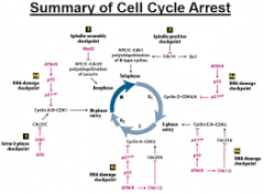 1. Natural stopping point in cell cycle is known as the _____ _____ ______ 
