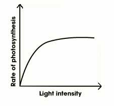 Light intensity is a limiting factor. You reach a point where increasing the light intensity has no effect on the rate of photosynthesis as something else becomes the limiting factor (ex CO2 concentration)