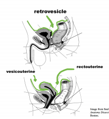 The peritoneum covers the upper parts of rectum (anterolaterally), the superior surface
of bladder, most of uterus, uterine tube and ovary.
The reflection of the peritoneum over the bladder, uterus and rectum creates a number of
pouches or rece...