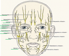 supratrochlear
supraorbital
lacrimal
auriculotemporal
infratrochlear
lateral nasal
zygomatic
infraorbital
buccal
mental