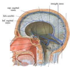 periosteal dura adheres to the bone, meningial layer stays around brain
where they split, fibrous drainage spot
superior and inferior saginattal sinus
simple squamous endothelium