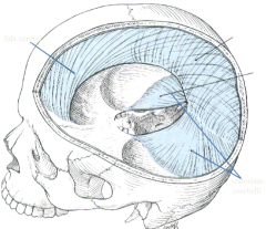 paired horizontal partitions atop cerebellar hemispheres
like tents off falx cerebri at right angles
straight and transverse sinus
