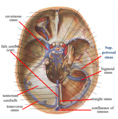 where the superior sagittal sinus comes down and meets the straight sinus 
goes to transverse sinuses to sigmoid sinuses
out jugular foramen--> jugular vein