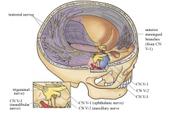 sensory from all 3 trigeminal (V1, V2, V3)



middle meningeal nerve (branch of V3 via foramen spinosum)