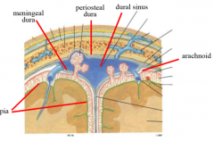 middle layer 
extending from pia to dura forming subarachnoid space