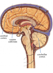 production: choroid plexus in ventricles of brain
circulation: in sub arachnoid space
absorption: choroid granulation into sinuses
function: suspends brain, cushions it


enters via median and lateral (2) apertures