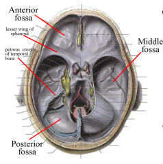 anterior: raised posterior ridge formed by lesser wing of sphenoid bone-- frontal lobes


middle: raised posterior ridge, petrous crest of temporal bone-- temporal lobes and hypothalamus


posterior: contains brainstem, occipital lobes and cerebellum