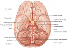 internal carotid arteries
branches to middle, posterior (part of vertebral) and anterior cerebral arteries
vertebral arteries from posterior cerebral and basilar arteries supply brainstem and spinal cord
