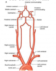 anterior and posterior communicating artery connects carotid and vertebral branches