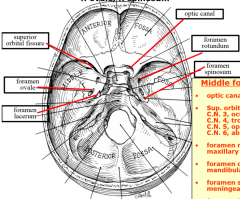 CN II-- optic nerve through optic canal
CN III oculomotor/CN IV trochlear/CN V1 trigeminal (ophthalmic)/CN VI abducens through superior orbital fissure

CN V2 trigeminal (maxillary) through foramen rotundum

CN V3 trigeminal (mandibular) through ...
