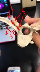 Rib connection
1. Tubercle
2. Neck
3. Head
4. Costal facets