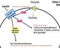 PI-3K pathway--
• glut-4 found inside cell on plasma membrane of intracellular vesicle
• insulin binds to receptor >> signals PI-3K >> stimulates exocytosis of glut-4 into plasma membrane so glucose can be taken up

PI-3K also stimulates--...