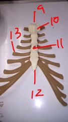 9. Sternum
10. Manbrium
11. Body
12. Xiphoid Process
13. Costal Cartilage