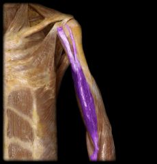Action: supinates forearm; flexes elbow joint


Origin: short head- coracoid process of scapula long head-superior margin of glenoid cavity


Insertion: tuberosity of radius


Innervation: musculocutaneous nerve