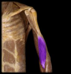 Action: flexes elbow joint


Origin: anterior surface of humerus


Insertion: coronoid process of ulna


Innervation: musculocutanous nerve; radial nerve