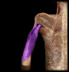 Action: extends elbow joint


Origin: long head- infraglenoid tubercle of scapula; lateral head- posterior surface of humerus; medial head- posterior surface of humerus


Insertion: olecranon process of ulna


Innervation: radial nerve
