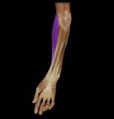 Action: flexes elbow joint


Origin: lateral supracondylar, ridge of humerus


Insertion: lateral surface of base of styloid, process of radius


Innervation: radial nerve