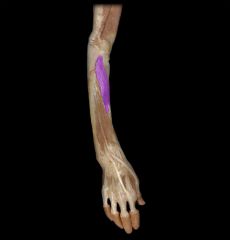Action: supinates forearm


Origin: lateral epicondyle of humerus, supinator crest and fossa of ulna


Insertion: proximal end of radius


Innervation: deep branch of radial nerve (emerges as posterior interosseous nerve)