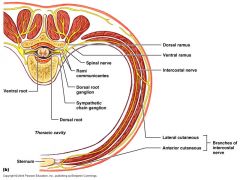Anatomy - Superficial & Intermediate Back Muscles 1 Flashcards - Cram.com