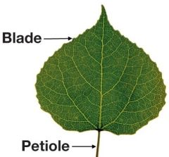 a leaf blade - a simple leaf has an undivided blade, a compound leaf has a fully subdivided blade, each leaflet of the blade being separated along a main or secondary vein

