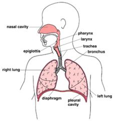 Diagram of Respiratory organs - bronchus leads to bronchioles leads to alveoli.