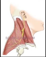 TRAPEZIUS:


 


What is the motor innervation?


 


What is the sensory/proprioceptive innervation?